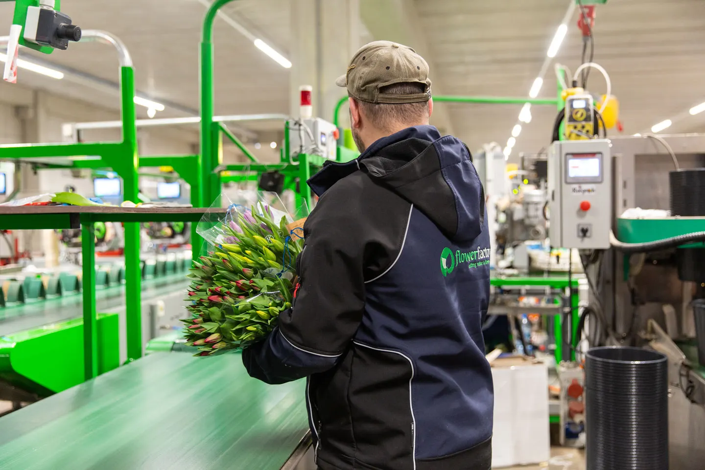 Medewerker van Flowerfactory met een bos tulpen aan de verwerkingslijn